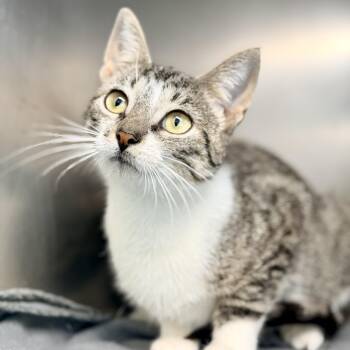 Plio -  Domestic Short Hair Cat for Adoption in Jackson Township, New Jersey - Plio | PetCurious