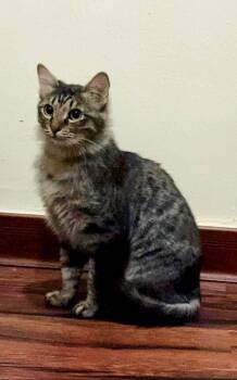 Candy -  Maine Coon Cat for Adoption in Herndon, Virginia - Candy | PetCurious