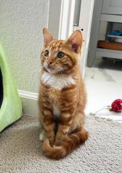 Lord Tennyson -  Domestic Medium Hair Cat for Adoption in Oceanside, California - Lord Tennyson | PetCurious