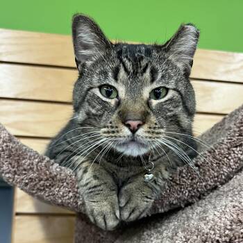Rescue Domestic Short Hair Cats for Adoption in Stoughton, Wisconsin - Howard | PetCurious