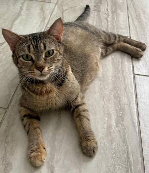 Eagles: Witchy Woman -  Tabby Cat for Adoption - Eagles: Witchy Woman | PetCurious
