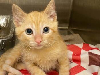 RIDDLES -  Domestic Short Hair Cat for Adoption in Tustin, California - RIDDLES | PetCurious