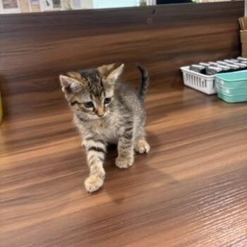 Adobo Bobo -  American Shorthair Cat for Adoption in Livingston, Texas - Adobo Bobo | PetCurious