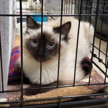 Rescue Domestic Long Hair Cats for Adoption in Estacada, Oregon - Ms. Kitty | PetCurious