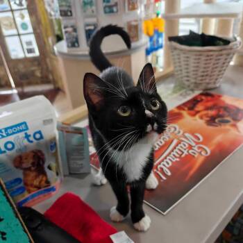 Domestic Short Hair Cats Available for Adoption - Peanut | PetCurious