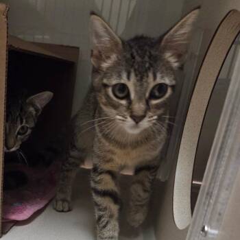 Darwin -  Domestic Short Hair Cat for Adoption in Ballston Spa, New York - Darwin | PetCurious
