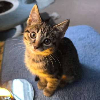 Rescue Tabby and Domestic Short Hair Cats for Adoption in Knoxville, Tennessee - Maeve | PetCurious