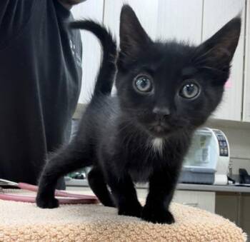 Domestic Medium Hair and Domestic Short Hair Cats Available for Adoption in Westland, Michigan - Ralph | PetCurious