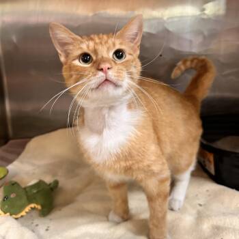 Domestic Short Hair Cats Available for Adoption in Myerstown, Pennsylvania - Sisco | PetCurious