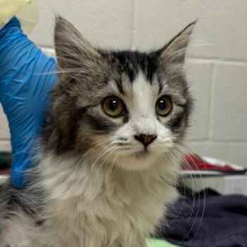 Narcissus -  Domestic Short Hair Cat for Adoption in Murray, Utah - Narcissus | PetCurious