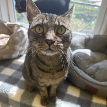 Rescue Domestic Short Hair Cats for Adoption in East Montpelier, Vermont - Heen | PetCurious