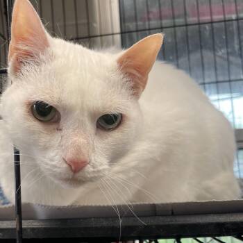 Sugar Cookie -  Domestic Short Hair Cat for Adoption in San Antonio, Texas - Sugar Cookie | PetCurious