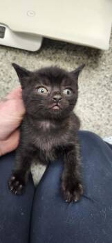 Flamboyant -  American Shorthair Cat for Adoption in Van Wert, Ohio - Flamboyant | PetCurious