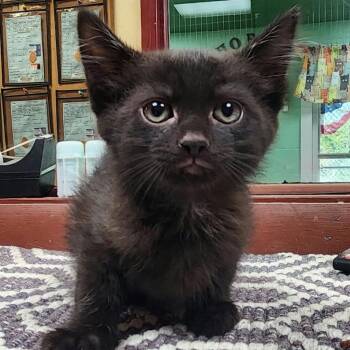 Zigzagoon -  Domestic Short Hair Cat for Adoption in Shinnston, West Virginia - Zigzagoon | PetCurious