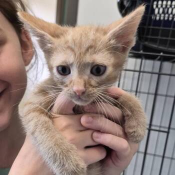 Zuko -  Domestic Short Hair Cat for Adoption in Hattiesburg, Mississippi - Zuko | PetCurious