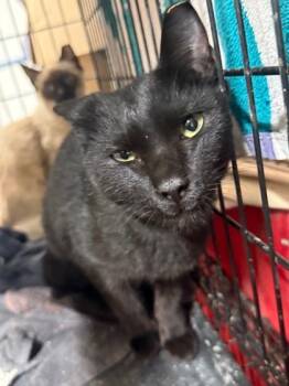 Rescue Domestic Short Hair Cats for Adoption in Fort Worth, Texas - Mystery | PetCurious