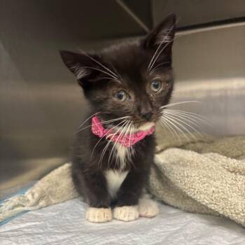 Sassy -  Domestic Short Hair Cat for Adoption in Corbin, Kentucky - Sassy | PetCurious