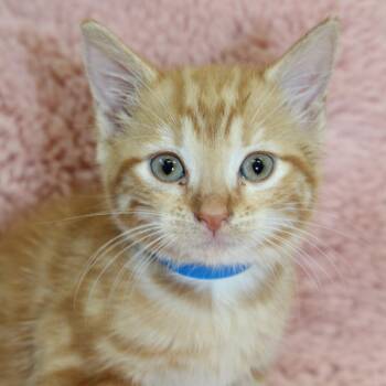 Shrimp -  Domestic Short Hair Cat for Adoption in Auburn, Alabama - Shrimp | PetCurious