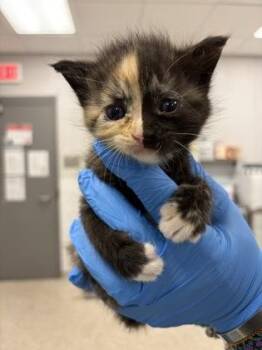 MoonPaw -  Domestic Short Hair Cat for Adoption in Gastonia, North Carolina - MoonPaw | PetCurious