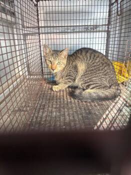 Drum -  Domestic Short Hair Cat for Adoption in New Braunfels, Texas - Drum | PetCurious