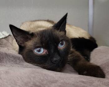 Rescue Siamese Cats for Adoption in Grayslake, Illinois - Shadow Paws | PetCurious