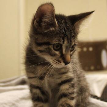 Bella Swan -  Domestic Short Hair Cat for Adoption in Yucca Valley, California - Bella Swan | PetCurious