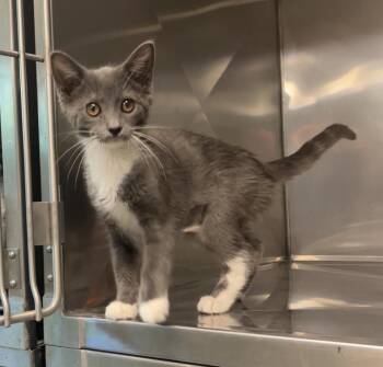 Domestic Short Hair and Russian Blue Cats Available for Adoption in Montville, New Jersey - Macaroni Salad | PetCurious