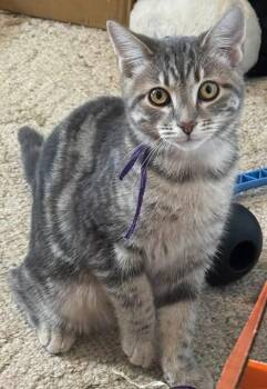 Marble -  Domestic Short Hair Cat for Adoption in Kettering, Ohio - Marble | PetCurious