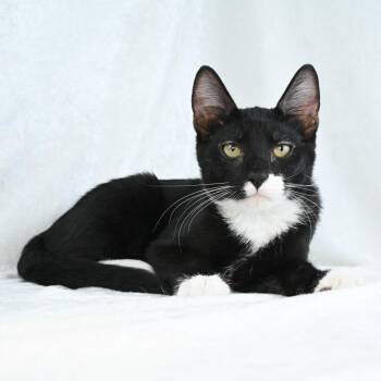 Emil -  Domestic Short Hair Cat for Adoption in Mobile, Alabama - Emil | PetCurious