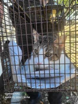 Domestic Short Hair Cats Available for Adoption in San Antonio, Texas - 2-7 | PetCurious