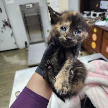 Kelsy -  Domestic Short Hair Cat Available for Adoption in Summerville, South Carolina - Kelsy | PetCurious