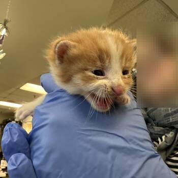 Domestic Short Hair Cats Available for Adoption in Los Angeles, California - Taquito Dorado | PetCurious