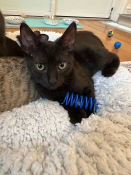 Buttons -  American Shorthair and Bombay Cat for Adoption in Walnut Creek, California - Buttons | PetCurious