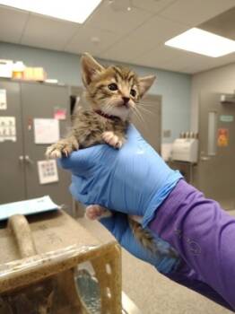 Rescue Domestic Medium Hair and Domestic Short Hair Cats for Adoption in Gastonia, North Carolina - Burgundy Band | PetCurious