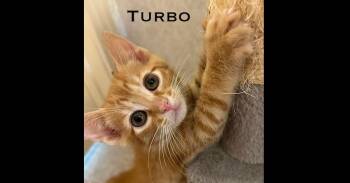 Turbo -  Domestic Short Hair Cat for Adoption in Groveland, Massachusetts - Turbo | PetCurious
