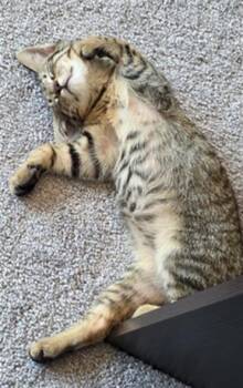 LEO -  Domestic Short Hair Cat for Adoption in Charlotte, North Carolina - LEO | PetCurious