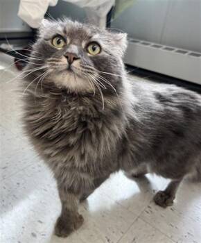 PORCUPINE -  Domestic Long Hair Cat for Adoption in Boston, Massachusetts - PORCUPINE | PetCurious
