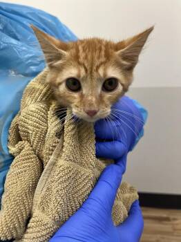 Amber -  Domestic Medium Hair Cat for Adoption in Raleigh, North Carolina - Amber | PetCurious