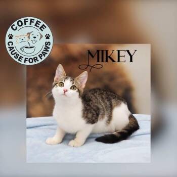 Mikey -  Domestic Short Hair Cat for Adoption in Douglas, Georgia - Mikey | PetCurious