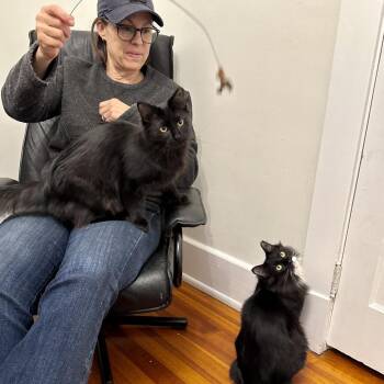 Vegemite -  Domestic Long Hair Cat for Adoption in Richmond, Virginia - Vegemite | PetCurious