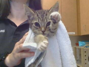 BUSTER -  Domestic Short Hair Cat for Adoption in Sacramento, California - BUSTER | PetCurious