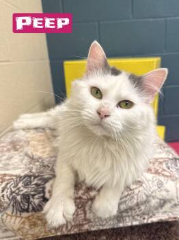 Domestic Long Hair Cats Available for Adoption in Valparaiso, Indiana - Peep | PetCurious