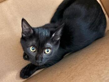 MAGIC BEAN -  Domestic Short Hair Cat for Adoption in Tustin, California - MAGIC BEAN | PetCurious