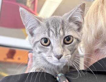 Starsky -  Domestic Short Hair Cat for Adoption in Columbus, Indiana - Starsky | PetCurious