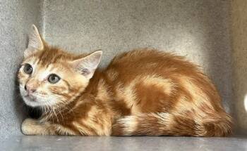 COREY -  Domestic Short Hair Cat for Adoption in Norco, California - COREY | PetCurious