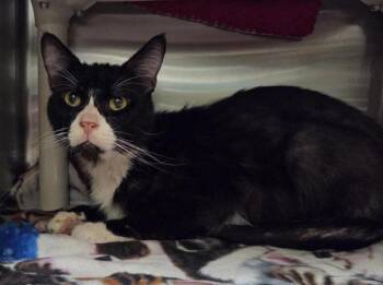 Domestic Short Hair Cats Available for Adoption in Vancouver, Washington - Copyright Infringement | PetCurious