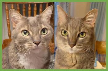 Veruca and Violet -  Domestic Short Hair Cat for Adoption in Amherst, Massachusetts - Veruca And Violet | PetCurious