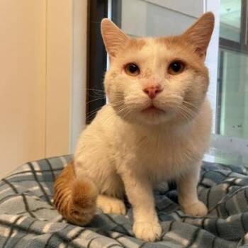 Domestic Short Hair Cats Available for Adoption in Rochester, Minnesota - Prince | PetCurious