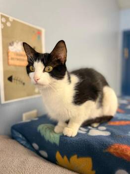 Frances -  Domestic Short Hair Cat for Adoption in Lovingston, Virginia - Frances | PetCurious