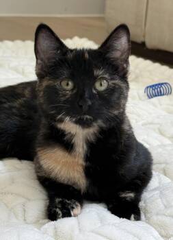 Maui -  Domestic Short Hair Cat for Adoption in Fort Worth, Texas - Maui | PetCurious
